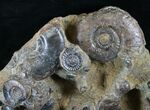 Plate of Devonian Ammonites From Morocco - / #14315-2